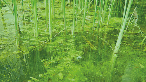 Groen vijverwater, wat nu?