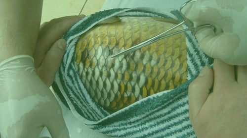 Behandlung kranker Fische