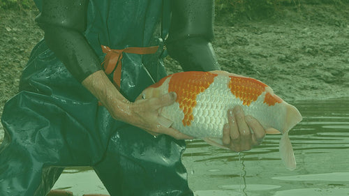 Koi Kopen (deel 4)