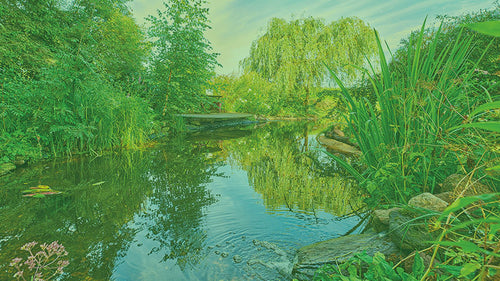 Helofyten filter