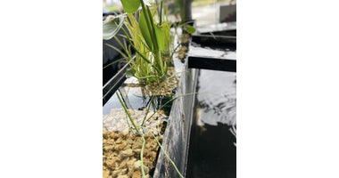 image_50422785_middel__1_1