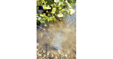 oase_20aquaoxy_20500_2002