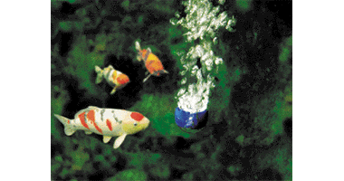 oase_20aquaoxy_20500_2003