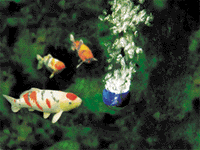 oase_20aquaoxy_20500_2003