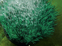 oase_20oxytex_20set_201000_2003