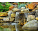 pond-lifstyle_1