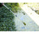 vt-algae-brush-02