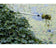 vt-algae-brush-03