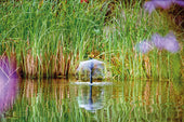 Secret Fountain Pumps