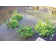 Drijvend planteneiland rond 37cm.