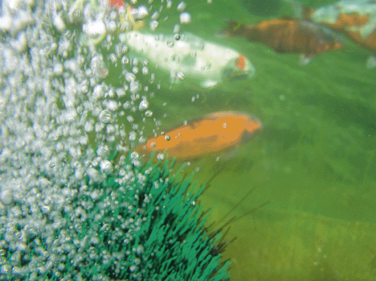 oase_20oxytex_20set_20500_2002