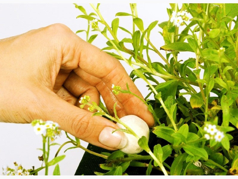 122250_20-_20velda-groth-balls_2002