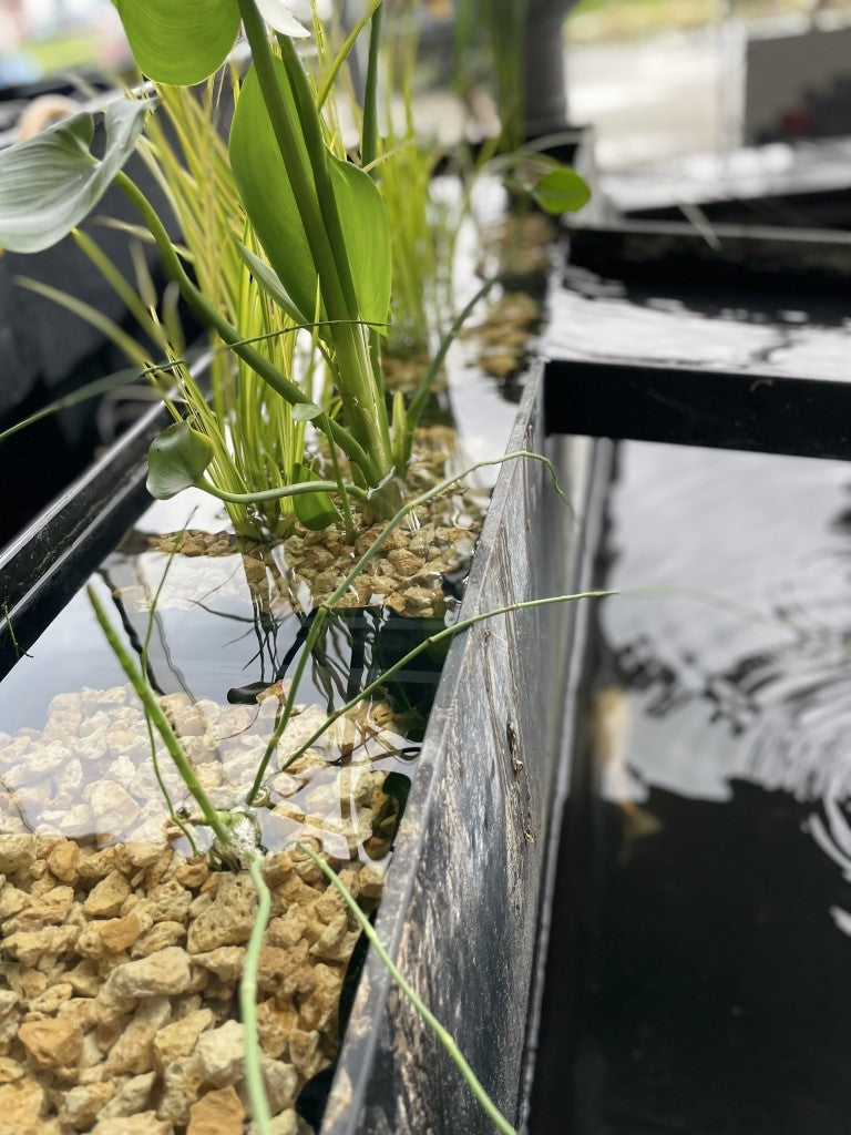 image_50422785_middel__5