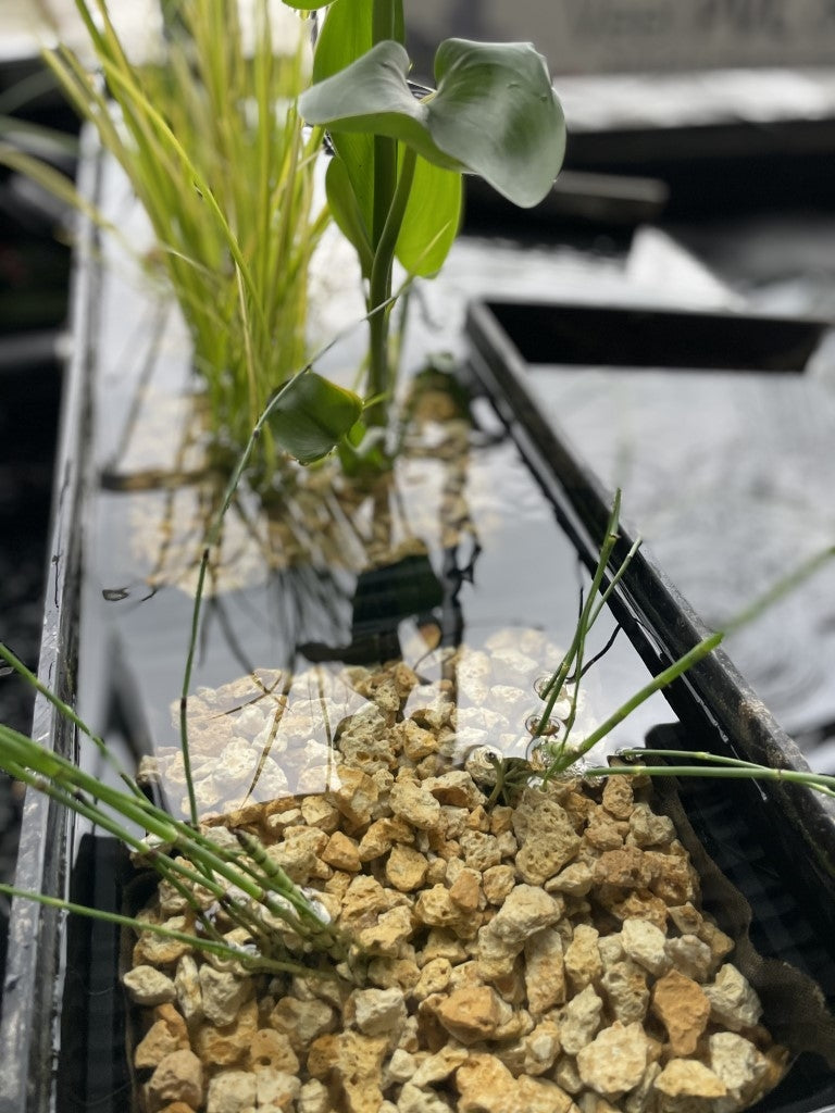 image_50427905_middel__4