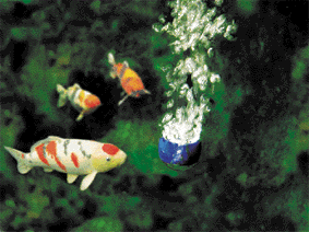 oase_20aquaoxy_20500_2003