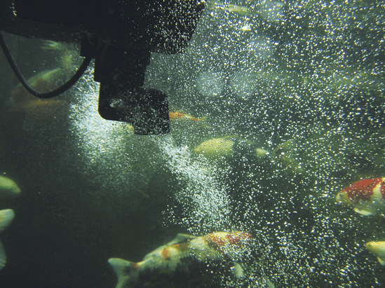 oase_20swimskim_2050_2004