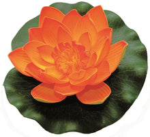 Velda Drijvende Vijverplant Lotus Oranje 17 cm