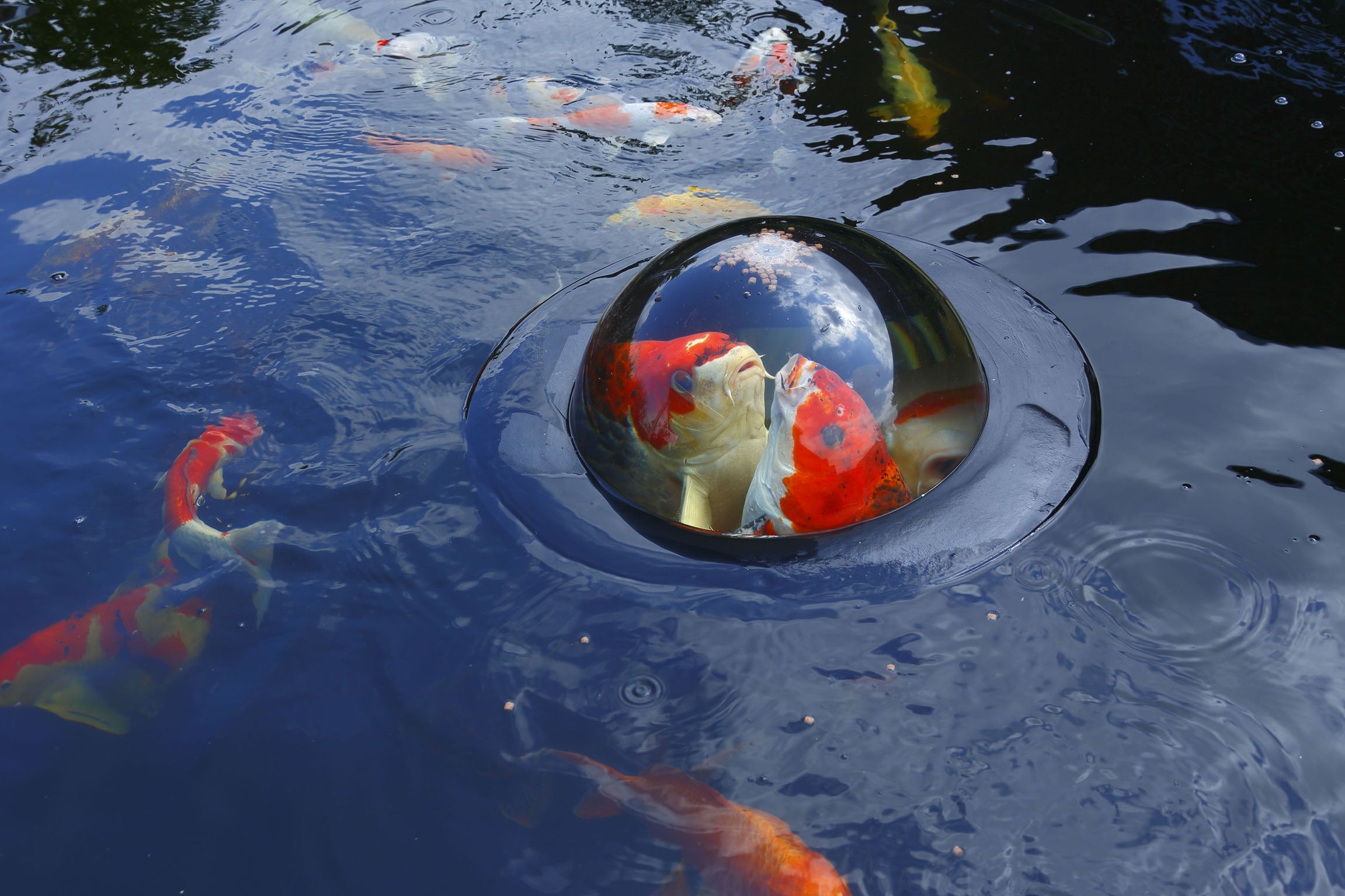 velda_floating_fish_dome_medium_1