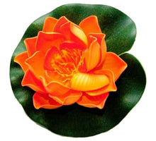 Velda Drijvende Vijverplant Lotus Oranje 10 cm